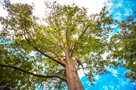 Best Root Management and Removal  in Carrizo Springs, TX