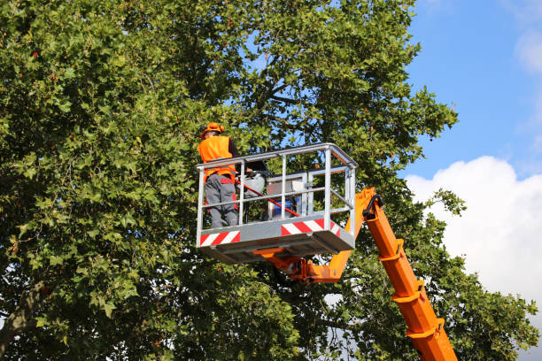 Best Leaf Removal  in Carrizo Springs, TX