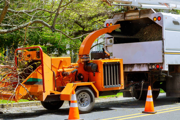 Best Tree and Shrub Care  in Carrizo Springs, TX