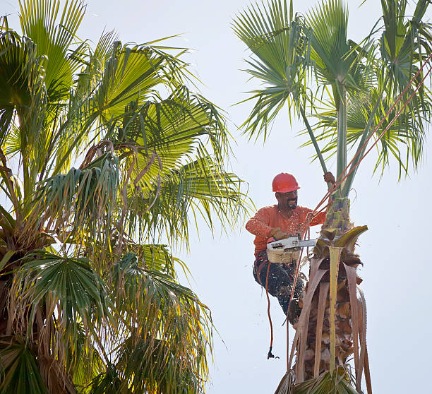 How Our Tree Care Process Works  in  Carrizo Springs, TX